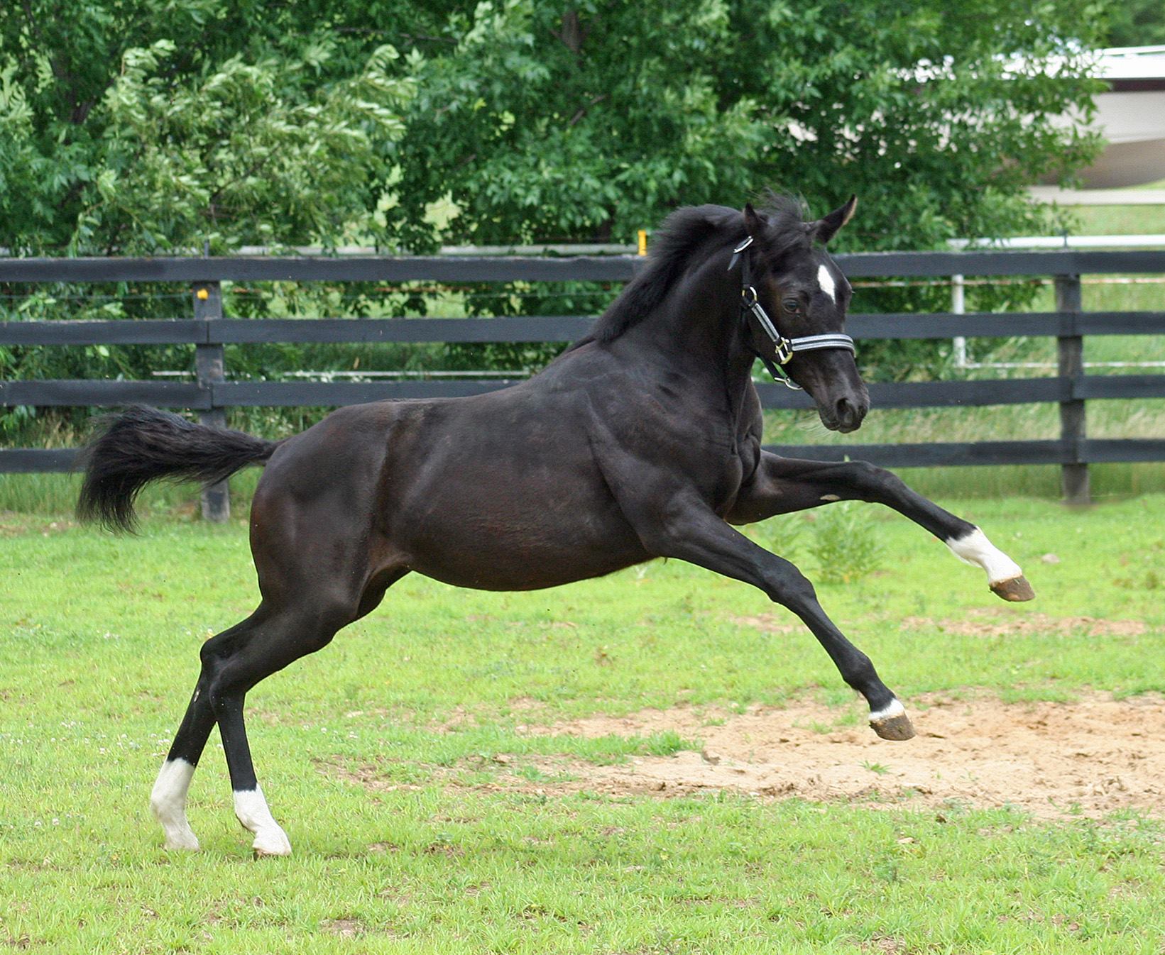 Irish Draught X Thoroughbred